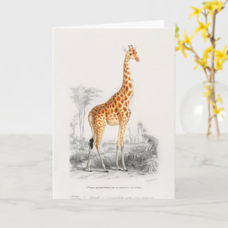 Antike Giraffe Naturhistorischer Druck Orbigny Karte