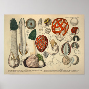 Antike grüne rote Pilzsorten-Drucke von 1831 Poster