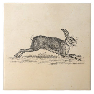 Antike Hasen Kaninchen Illustration 1800er Jahre Fliese