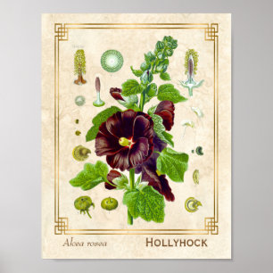 Antike Heilpflanze Purpurroter Stockrose Poster