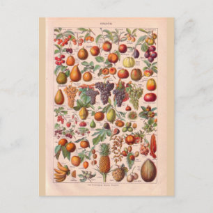 Antike historische Frucht Postkarte