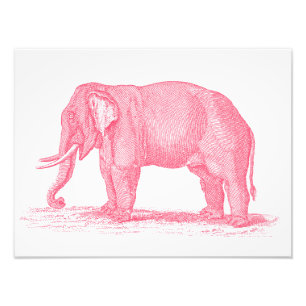 Antike Illustration Rosa Elefant 1800er Elefanten Fotodruck