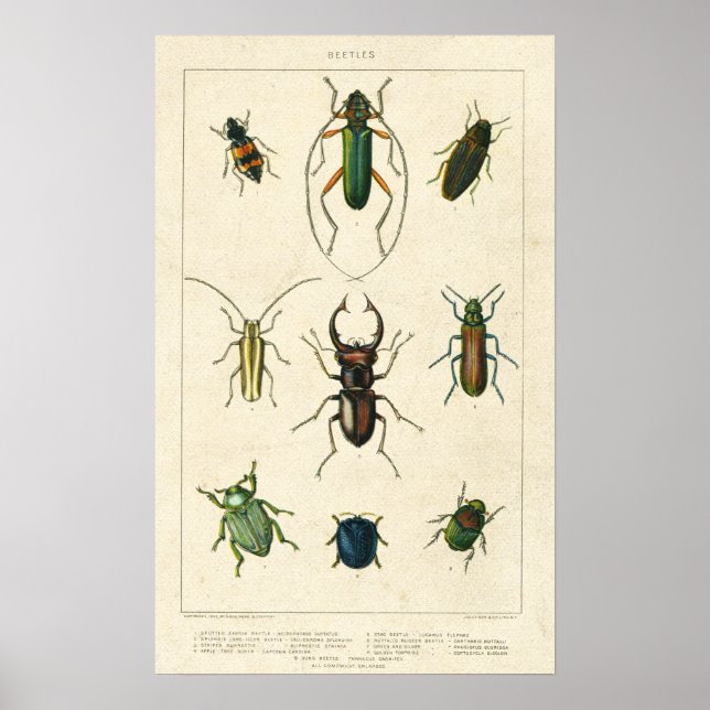 Antike Käfer-Übersicht auf altgefestigtem Papier Poster (Vorne)