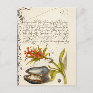 Antike Kalligrafie Text botanische Abbildung po Postkarte