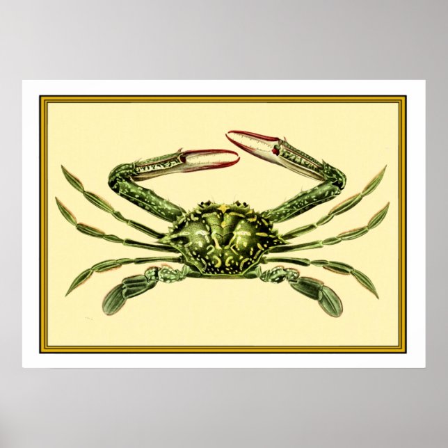 Antike Krabbe Poster (Vorne)