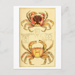 Antike Krebs-Illustration Postkarte