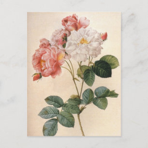 Antike Kunst - Rosa Rosenblüten - Postkarte