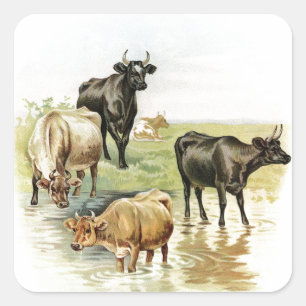 Antike landwirtschaftliche Nutztiere Kühe Quadratischer Aufkleber