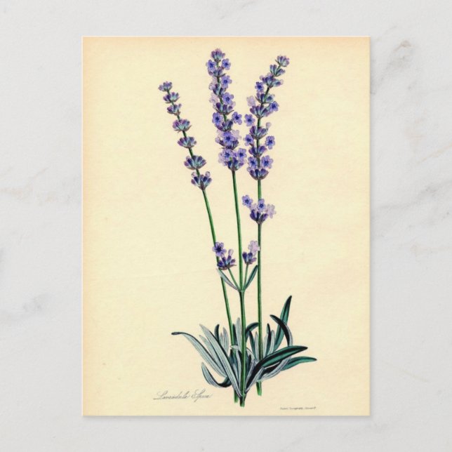 Antike Lavendel-Postkarte Postkarte (Vorderseite)