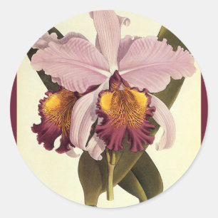 Antike lila Cattleya-Orchidee, tropische Blumen Runder Aufkleber