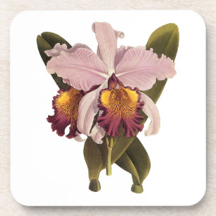 Antike lila Cattleya-Orchidee, tropische Blumen Untersetzer