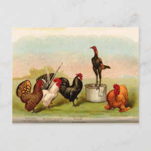 antike Louis P. Graham Bantam-Hühner Postkarte
