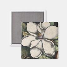 Antike Magnolie