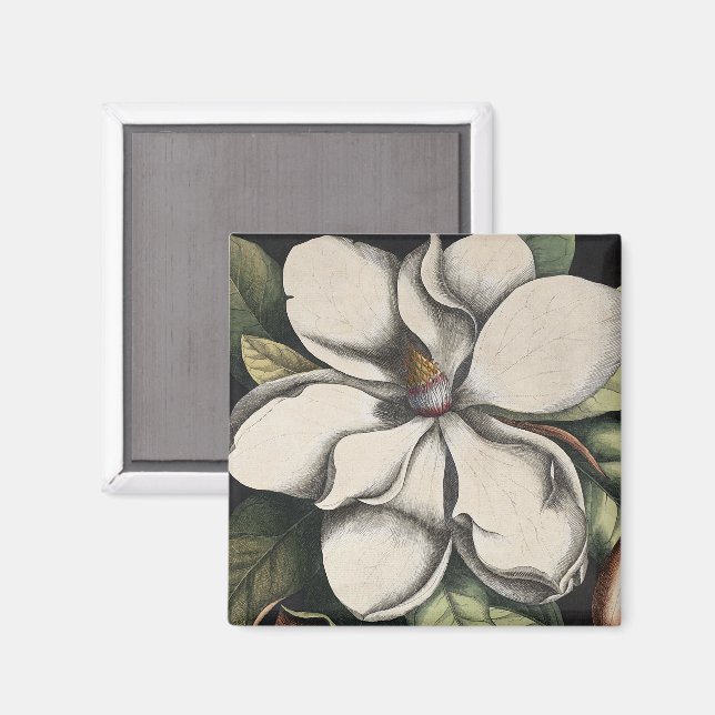 Antike Magnolie  Magnet (Vorderseite/Rückseite)