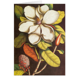 Antike Magnolienblüten Pflanze mit Samen