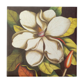 Antike Magnolienblüten Pflanze mit Samen Fliese