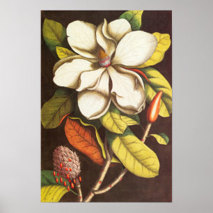 Antike Magnolienblüten Pflanze mit Samen Poster