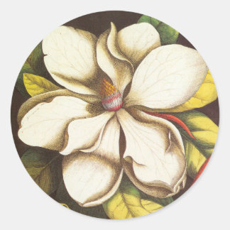 Antike Magnolienblüten Pflanze mit Samen Runder Aufkleber