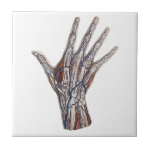 Antike Medizin, menschliche Anatomie Hand Finger Fliese