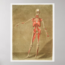Antike medizinische Anatomie Anatomisches Diagramm