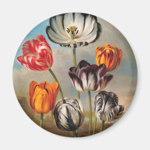 Antike mehrfarbige Tulpenblumen in einer Landschaf Magnet