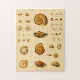 Antike Mollusken-Muscheln Puzzle