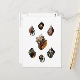 Antike Muscheln Postkarte