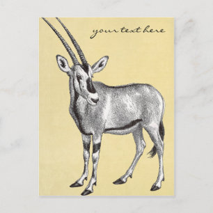 Antike Oryx-Postkarte Postkarte