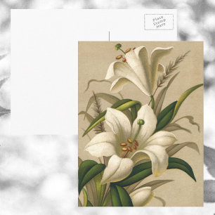 Antike Osterglocken, viktorianische Blumen in Blüt Postkarte