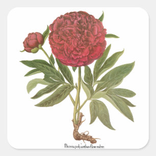 Antike Pfingstrosen, Pfingstrosen-Blumen von Basil Quadratischer Aufkleber
