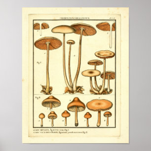 Antike Pilzsorten Französischer Kunstdruck Poster