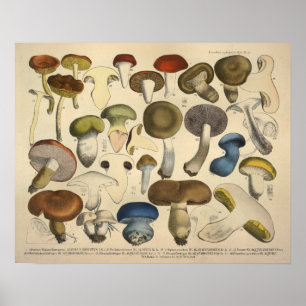 Antike Pilzsorten Rot Blau Druck 1831 Poster