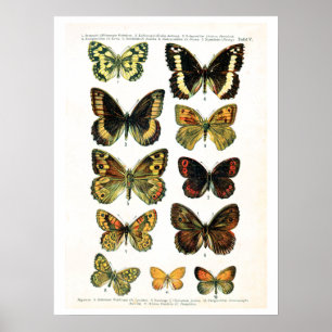 Antike Platte, Schmetterlinge Europas: Platte 5 Poster