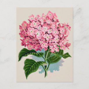 Antike Postkarte mit Hortensienblüte in Rosa