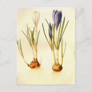 Antike Redoute Krokus-Postkarte Postkarte