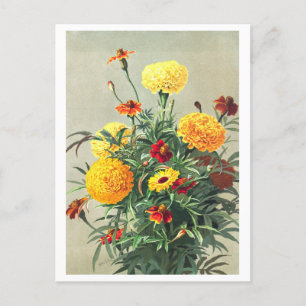 Antike Ringelblumen-Postkarte Postkarte