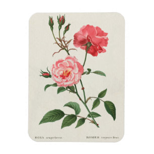 Antike Rosa Blumen Magnet