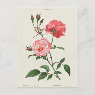 Antike Rosa Blumen Postkarte