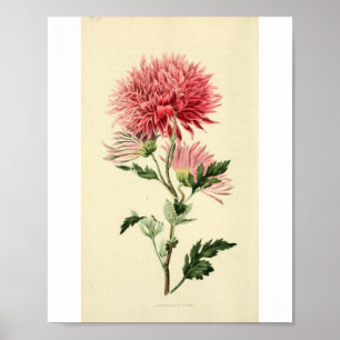 Antike rosa Chrysantheme-Blüte Poster