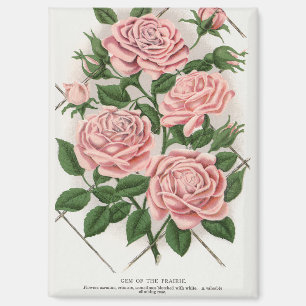 Antike rosa Rose Botanische Cottagecore Kunst Magnet