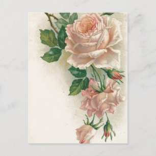 Antike Rosa Rose Postkarte