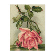 Antike Rosa Rose