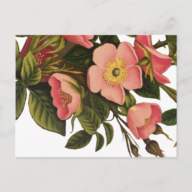 Antike Rose Blume Kunst, Dichtung und Musik Zeichn Postkarte (Vorderseite)