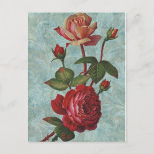 Antike Rosen Postkarte