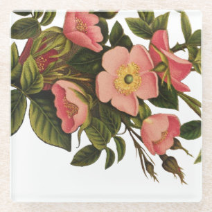 Antike Rosen Schönes Rosa Botanisch Glasuntersetzer