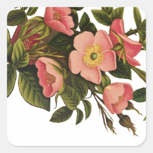 Antike Rosen Schönes Rosa Botanisch Quadratischer Aufkleber