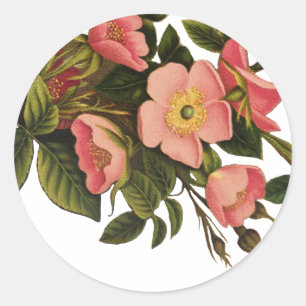 Antike Rosen Schönes Rosa Botanisch Runder Aufkleber