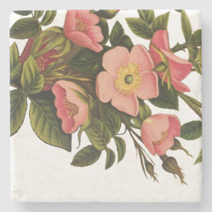 Antike Rosen Schönes Rosa Botanisch Steinuntersetzer