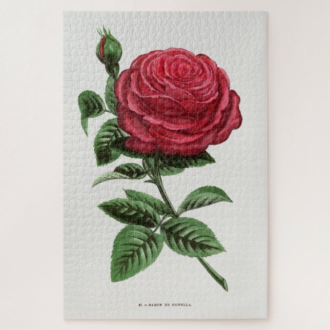 Antike Rosenlithografie, François-Frédéric Grobon (Vertikal)