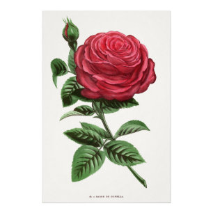 Antike Rosenlithografie, François-Frédéric Grobon Fotodruck